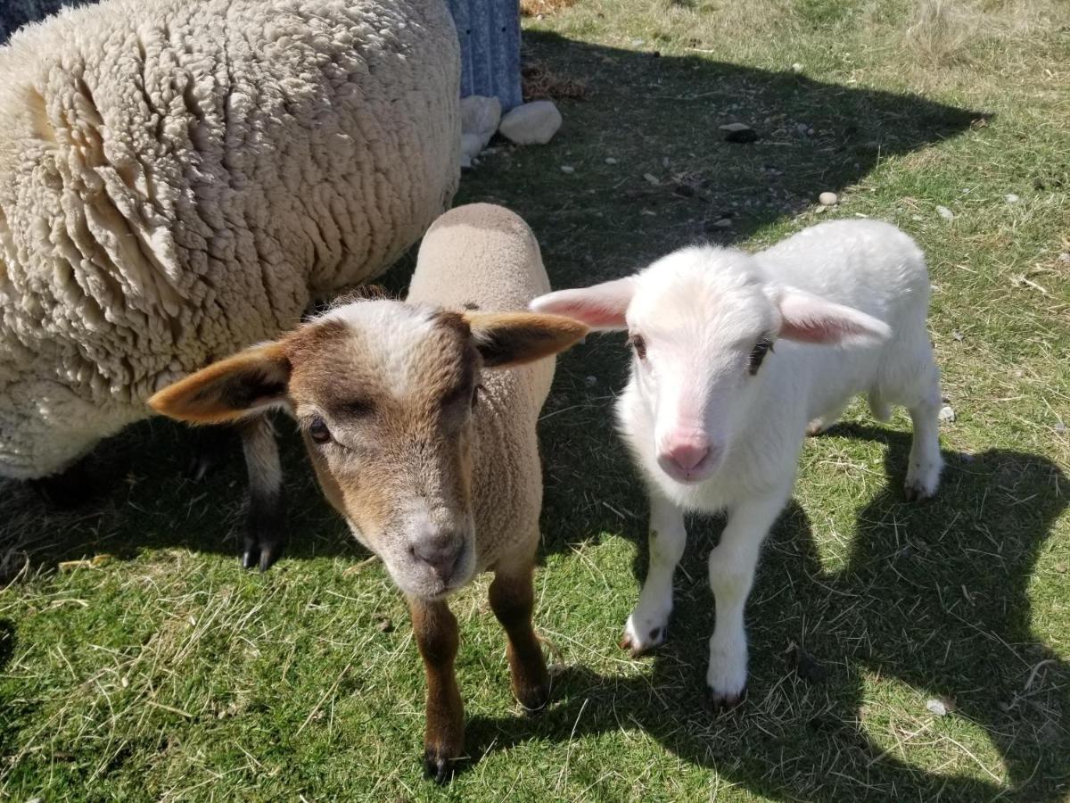 Highlands Farm Stay Twizel Esterno foto