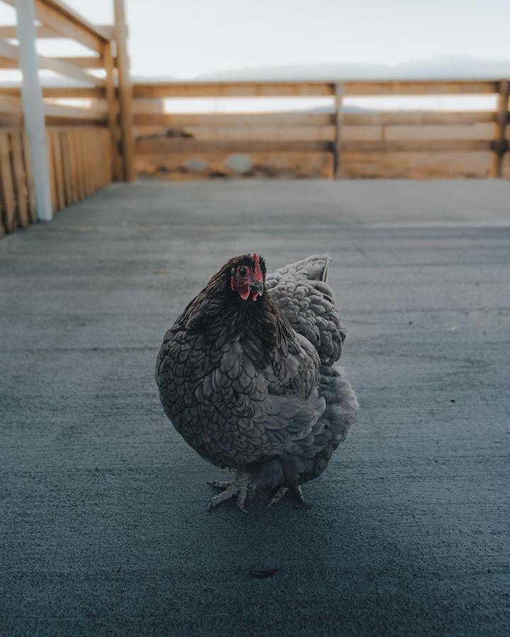 Highlands Farm Stay Twizel Esterno foto