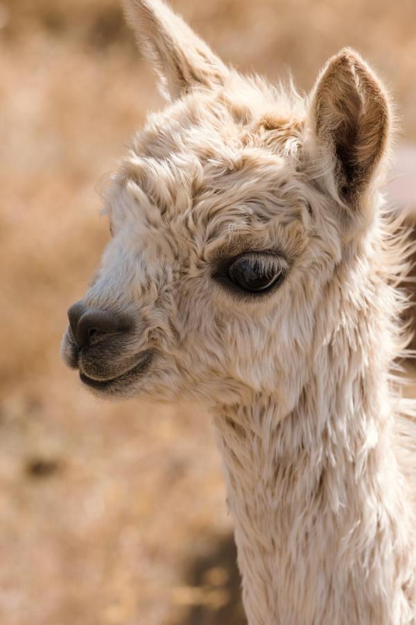 Highlands Farm Stay Twizel Esterno foto